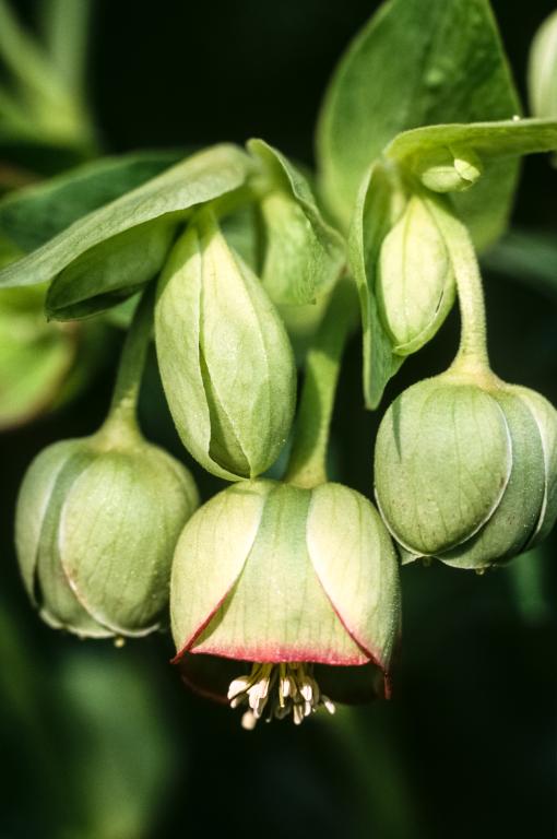 Helleborus, 'Miss Jekyll's Scented'