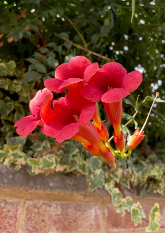 Campsis radicans