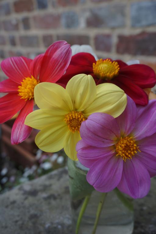 Dahlia, Coltness Hybrids, Mixed