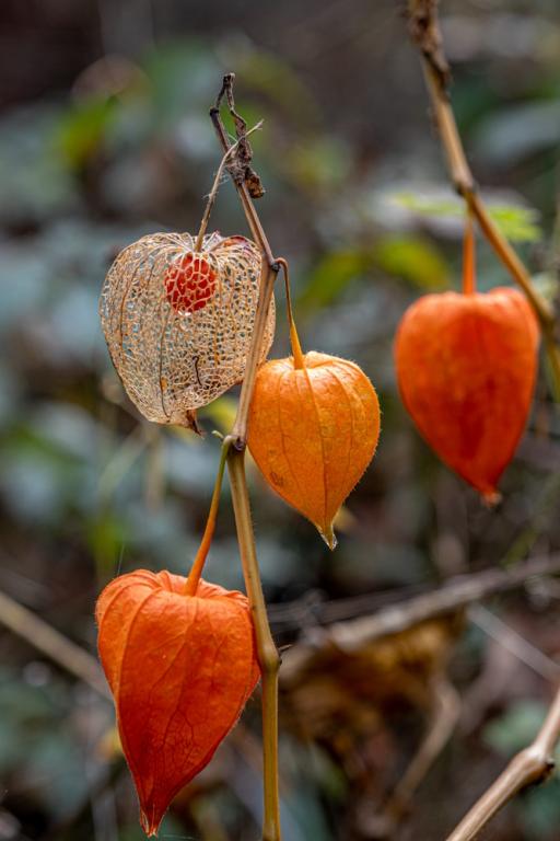 Physalis alkekengi var. franchetii, 'Gigantea'