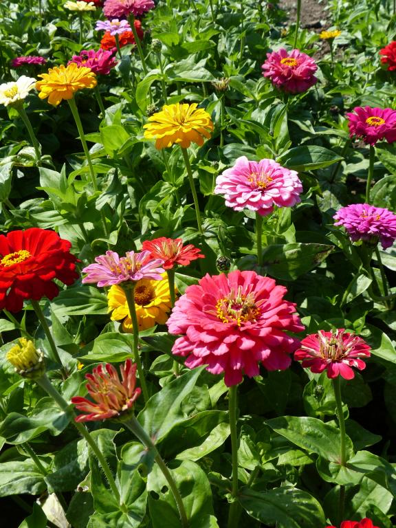 Zinnia elegans, Dahlia-Flowered Mixed