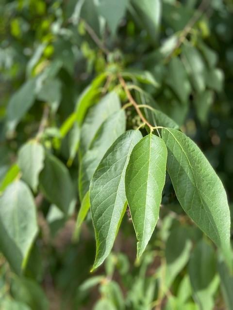 Halesia carolina