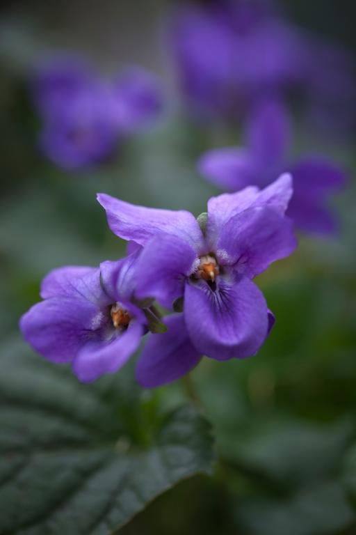 Viola odorata, 'Queen Charlotte'