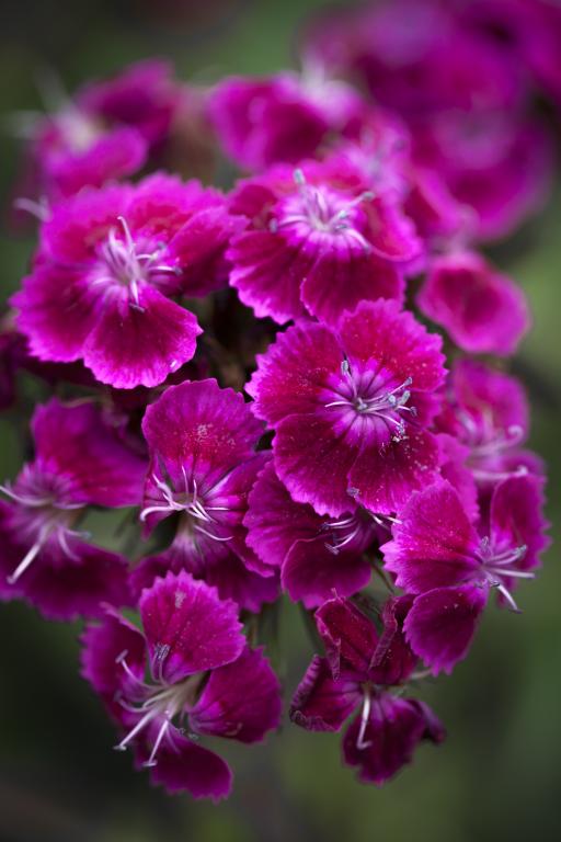 Dianthus barbatus, 'Oeschberg'