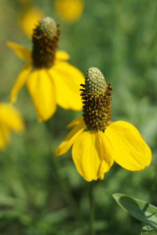 Ratibida columnifera