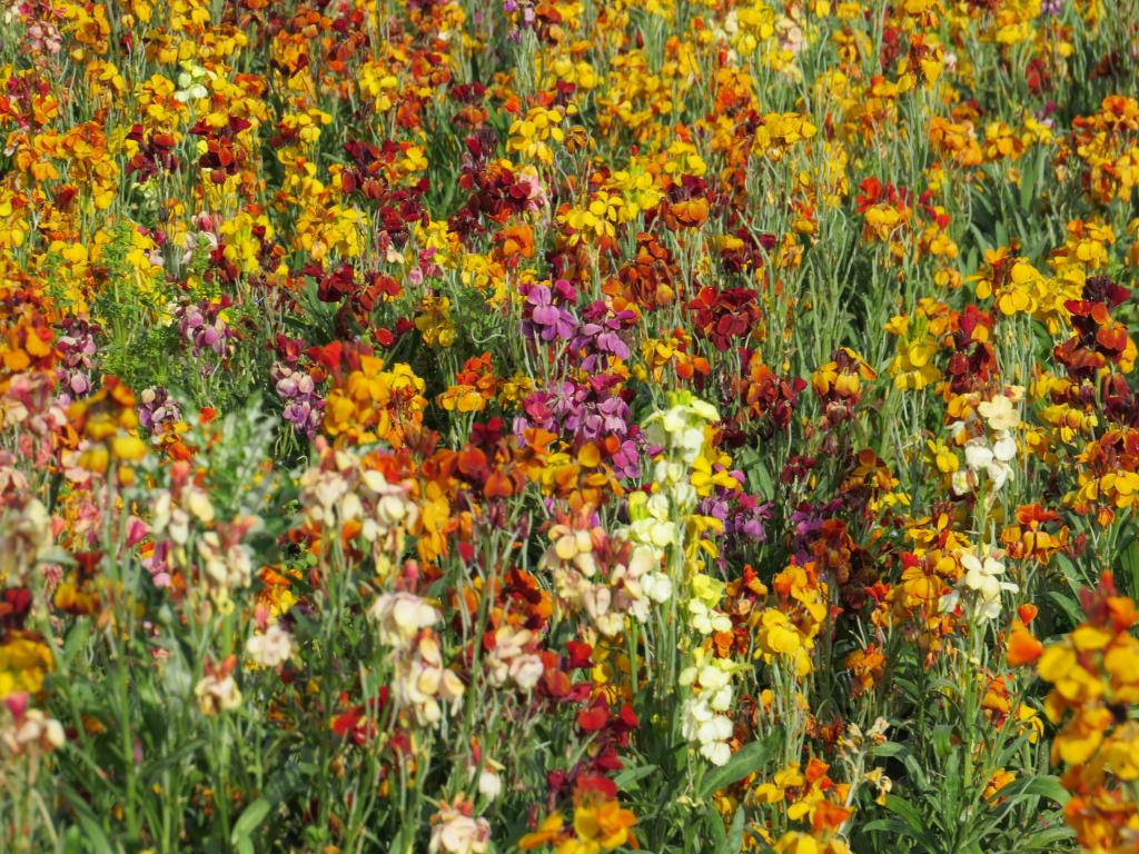 Erysimum cheiri, 'Fair Lady' Mixed