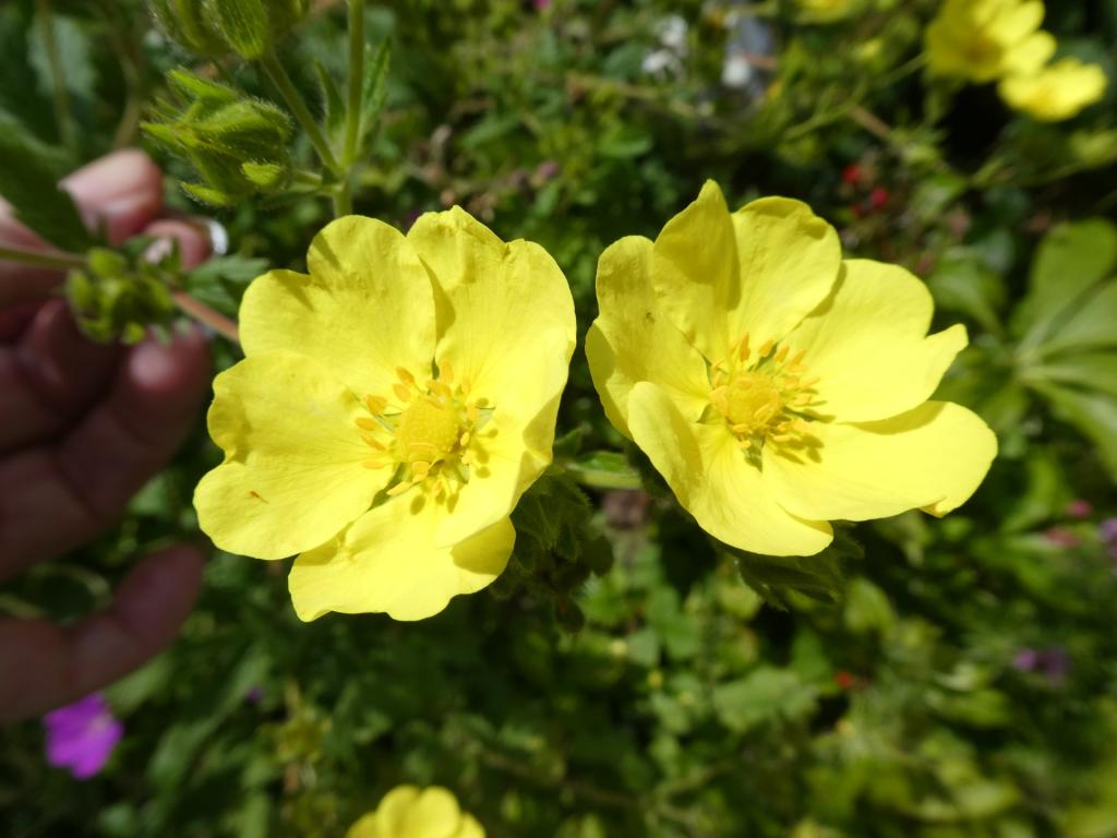 Potentilla recta