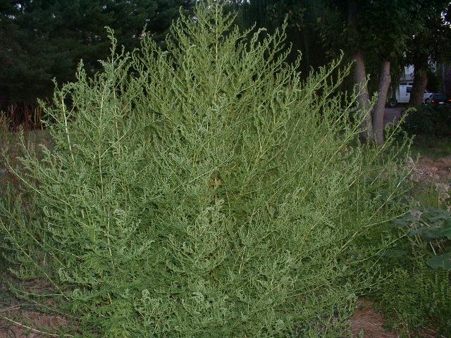 Artemisia annua