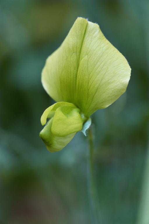 Lathyrus chloranthus