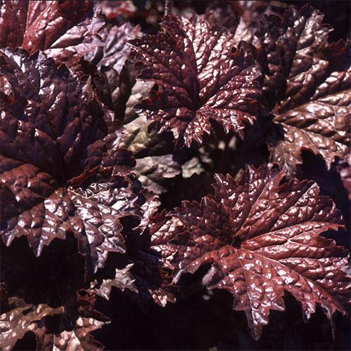 Heuchera americana, 'Emperor's Cloak'