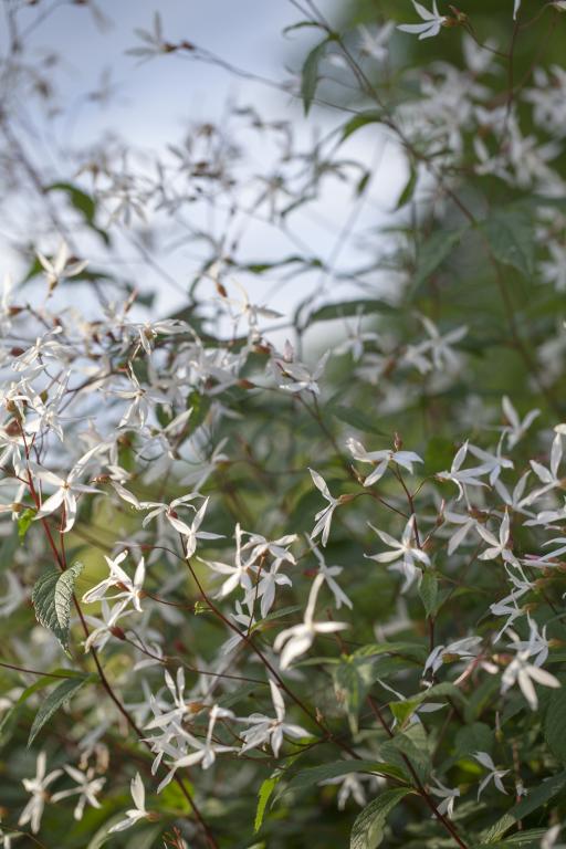 Gillenia trifoliata