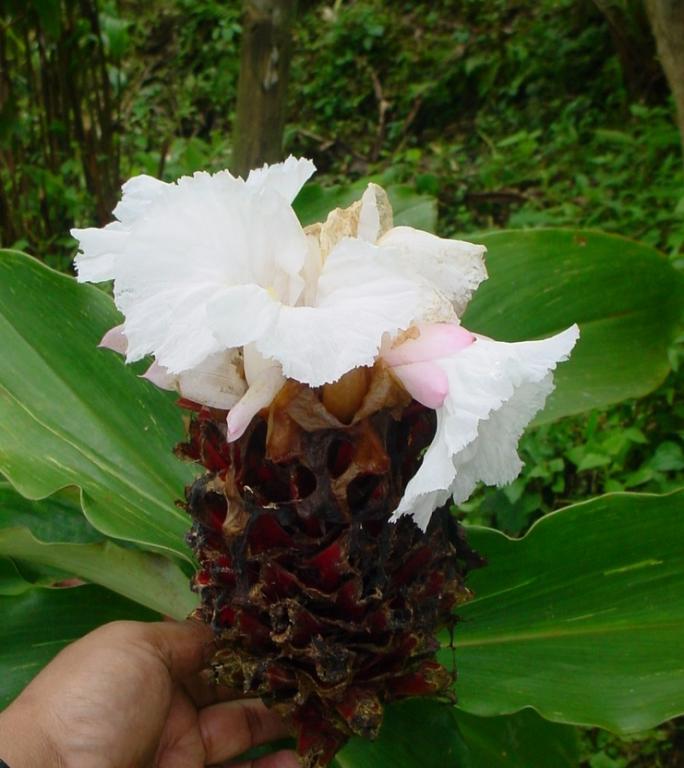 Costus speciosus