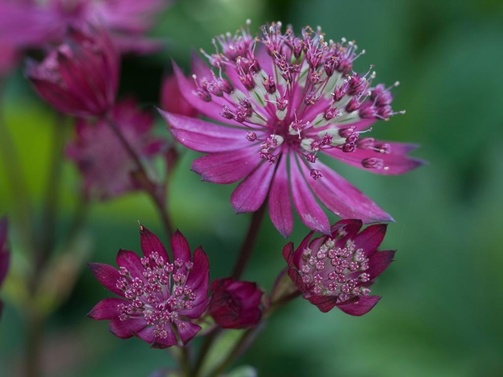 Astrantia major, Hadspen Blood'