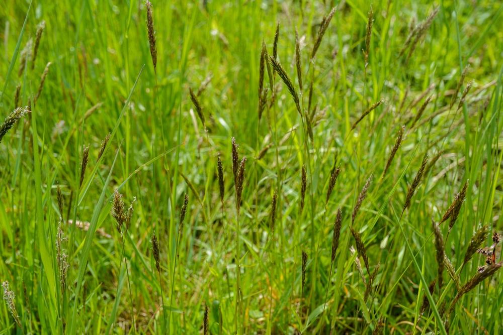 HEDGEROW, Grass Mixture
