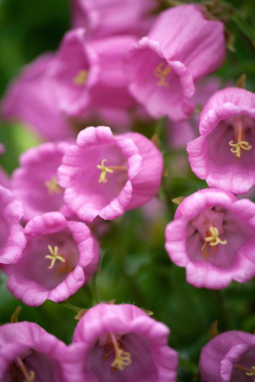 Campanula medium, Single Rose-Pink