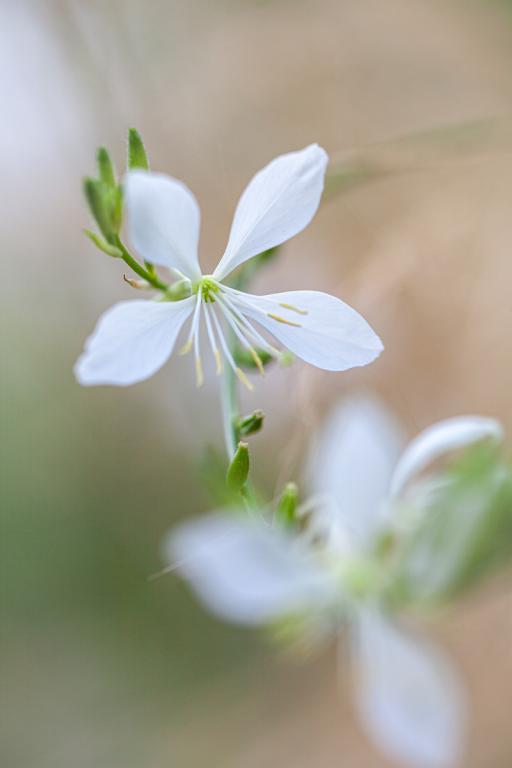 Gaura lindheimeri, 'Cool Breeze'