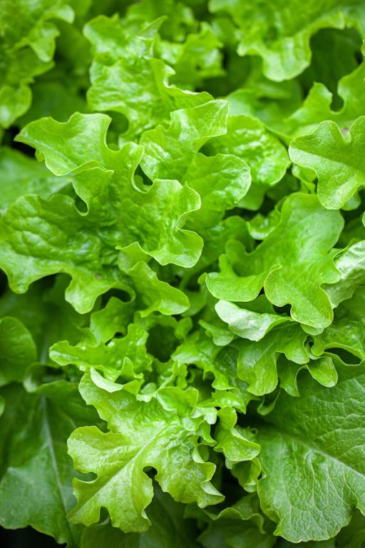 Lettuce, Curled & Oak Leaf, 'Oakleaf'