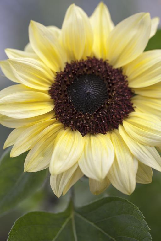 Helianthus annuus, 'Valentine'