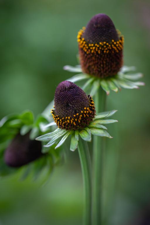 Rudbeckia occidentalis, 'Green Wizard'