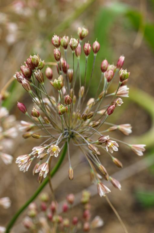 Allium lenkoranicum