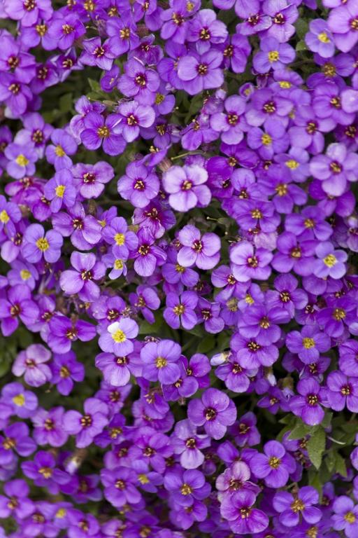 Aubrieta x cultorum, 'Cascade' Mixed