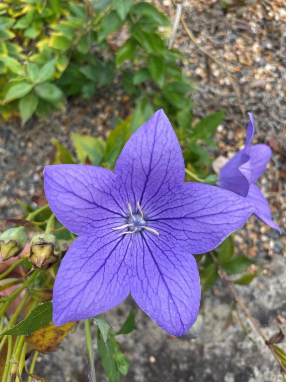 Platycodon grandiflorus, 'Florist Blue'