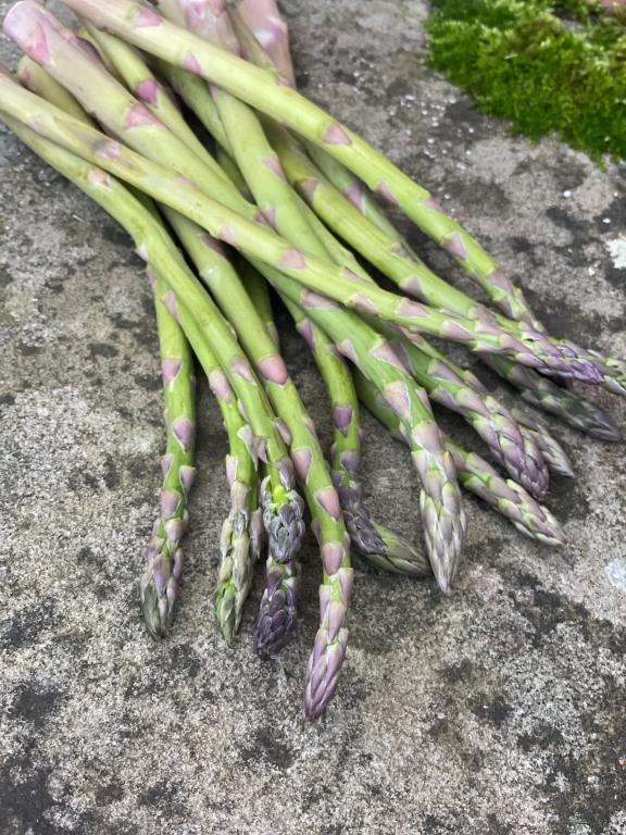 Asparagus, 'Connover's Colossal'