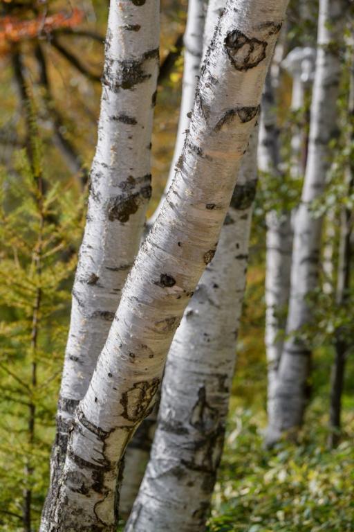 Betula platyphylla var. japonica