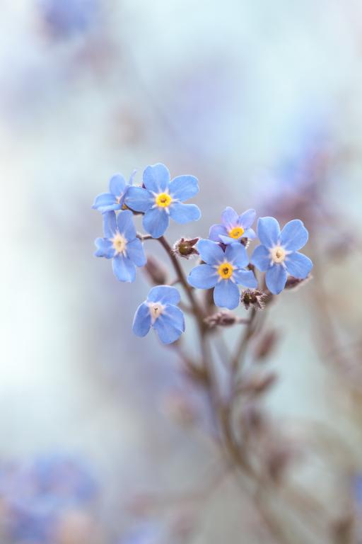 Myosotis arvensis, True Wild Form