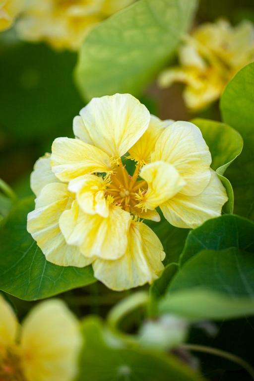 Tropaeolum minus, 'Whirlybird Cream'
