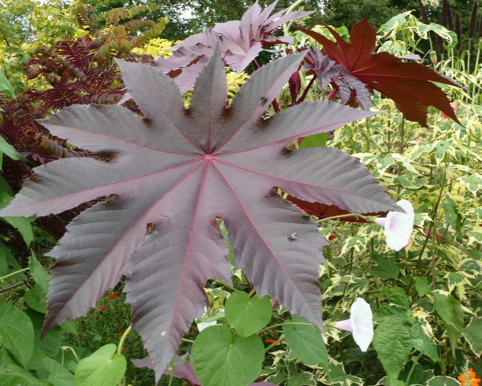 Ricinus communis, 'New Zealand Purple'