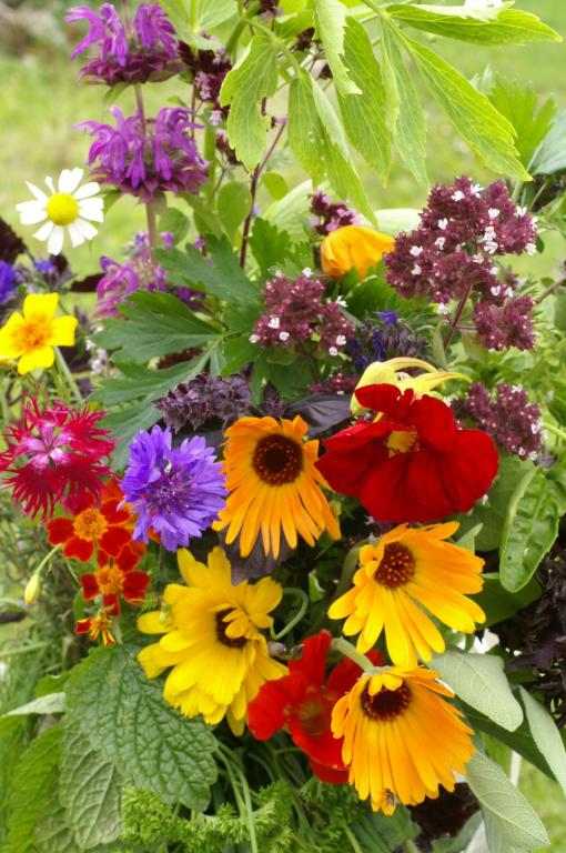 Mixture of Edible Flowers and Herbs