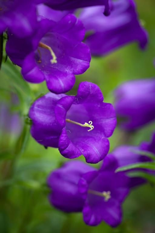 Campanula medium, Single Blue