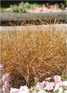 Stipa arundinacea