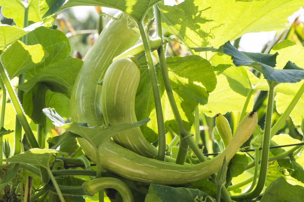 Courgette, 'Tromboncino d'Albenga'