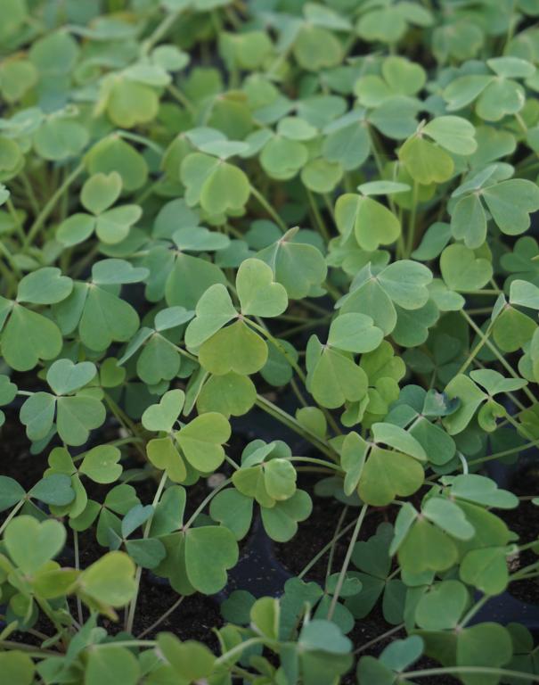 Oxalis, 'Lemon Clover'
