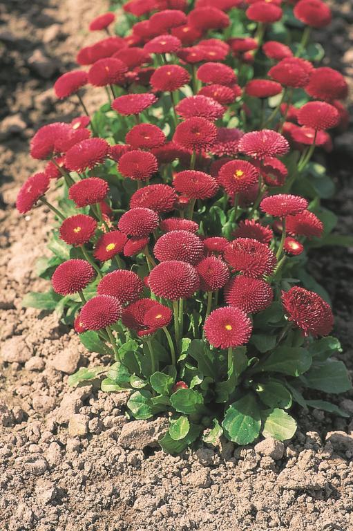 Bellis perennis, 'Tasso Red'