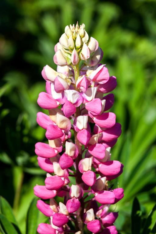 Lupinus polyphyllus, 'The Chatelaine'