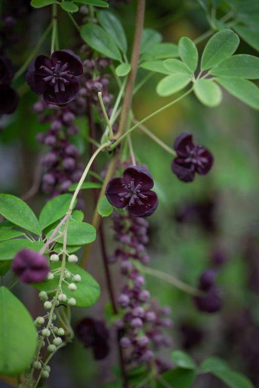 Akebia quinata