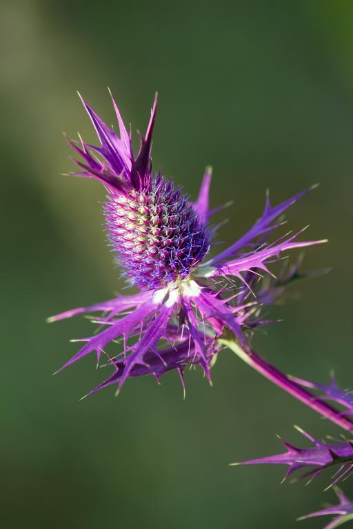Eryngium leavenworthii, 'Purple Sheen'