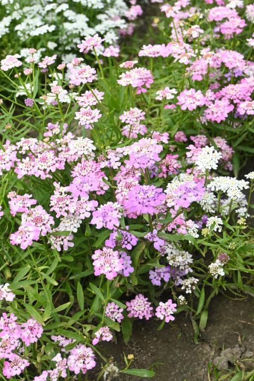 Iberis umbellata, 'Fairy' Mixed Colours