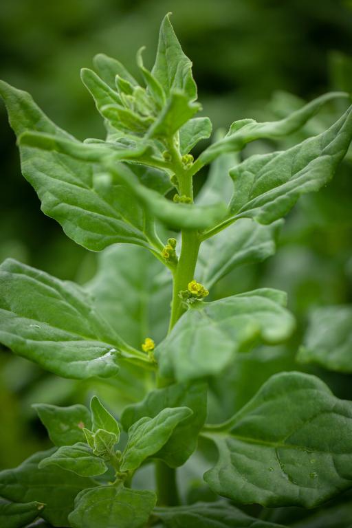 New Zealand Spinach