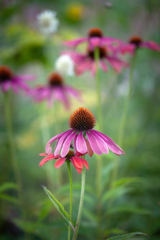 Echinacea purpurea