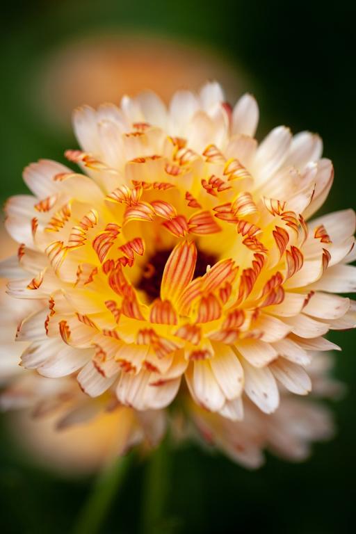 Calendula officinalis, 'Touch of Red Mixed'