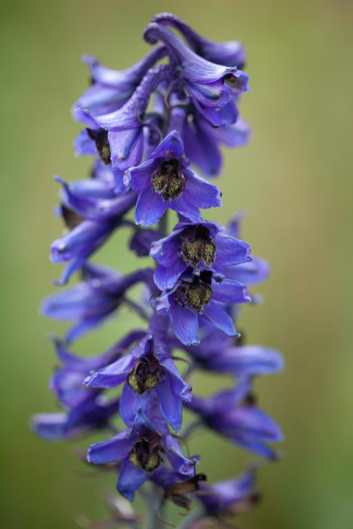 Delphinium consolida, True Wild Form