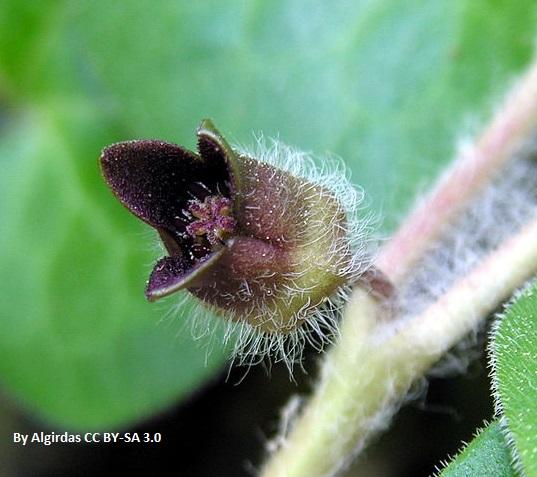 Asarum europaeum