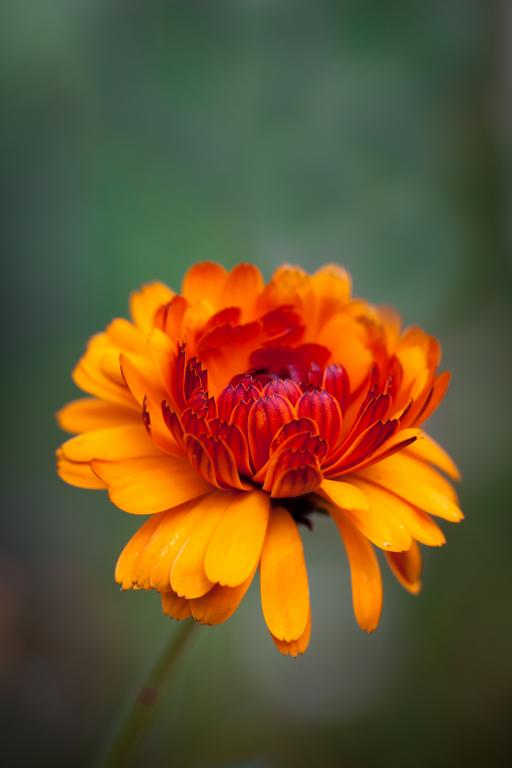 Calendula officinalis, 'Indian Prince'