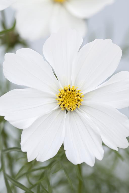 Cosmos bipinnatus, 'Sonata White'