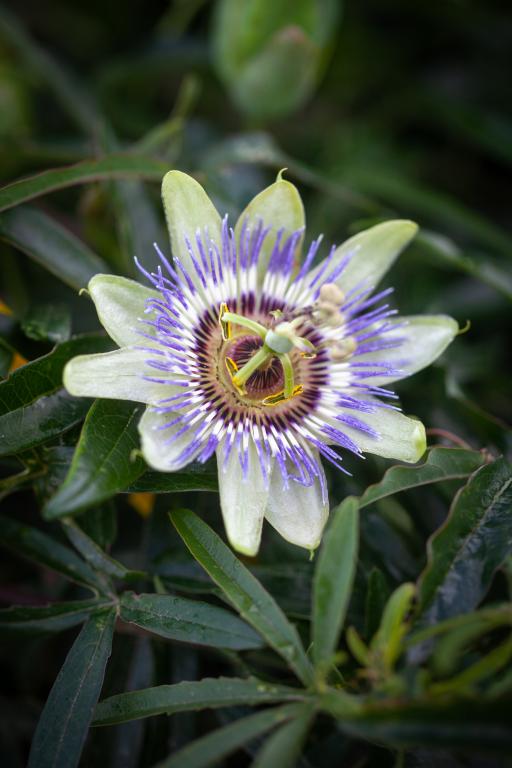 Passiflora caerulea