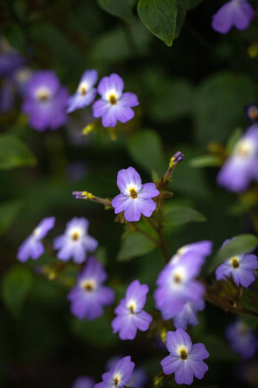 Browallia americana, 'Blue Lady'